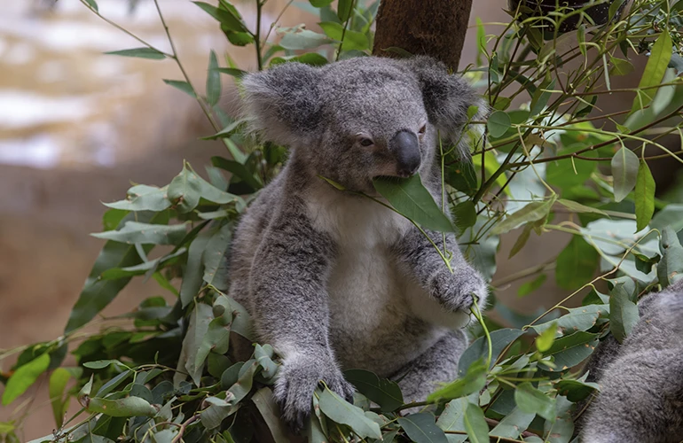 Primer plano de un koala comiendo hojas de eucalipto