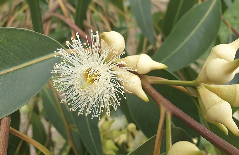 Una flor de eucalipto con largos estambres