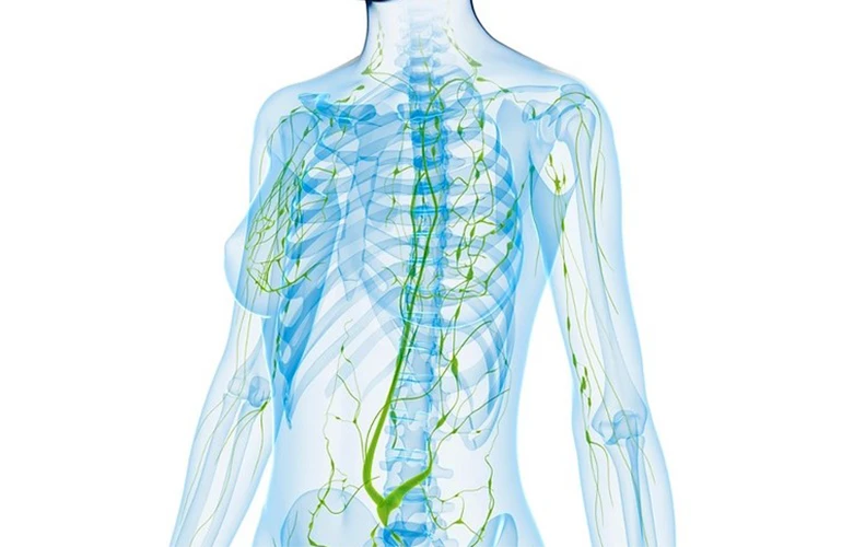 Representación gráfica del sistema linfático humano