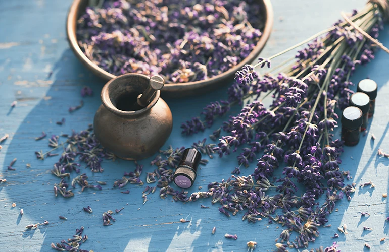 Preparación de aceite esencial de lavanda con flores frescas